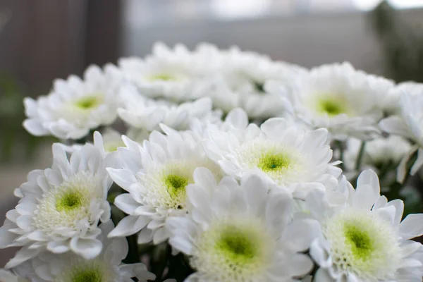 Weiße Chrysanthemen Blühen Blumenstrauß Nahaufnahme — Stockfoto