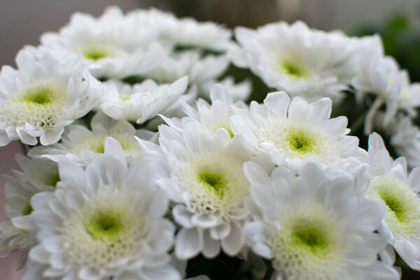 White chrysanthemum flowers bouquet of flowers in close-up.