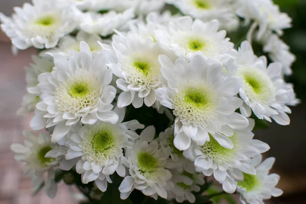 Bílá Chryzantéma Květiny Kytice Květin Close — Stock fotografie