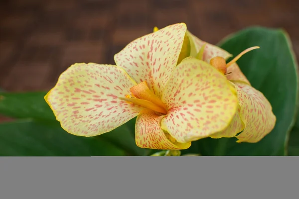Vista Cerca Una Hermosa Planta Canna Cannasol Amarillo Anaranjado Flor —  Fotos de Stock