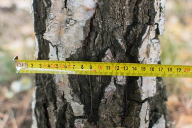 Ağaçları ölçen, cetvelle ölçülen bir ağaç.