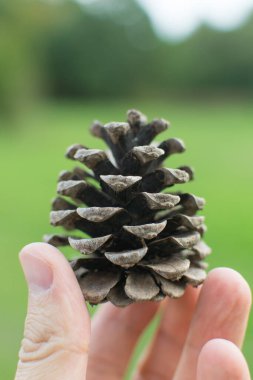 Elinde kuru ladin konisi