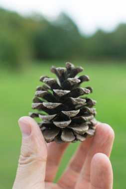 Elinde kuru ladin konisi