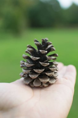 Elinde kuru ladin konisi