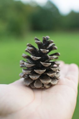 Elinde kuru ladin konisi