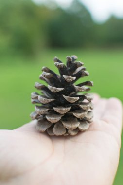 Elinde kuru ladin konisi