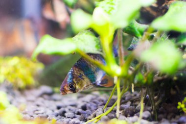 Akvaryumda Sumatra dikenli iğnesi, balığın yakın çekim görüntüsü..