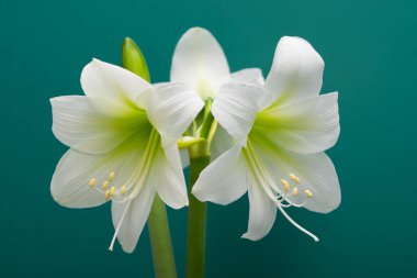 Amaryllis. Beyaz Amaryllis çiçeği yakın plan..