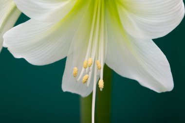 Amaryllis. Beyaz Amaryllis çiçeği yakın plan..