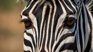 Zebra, zebranın başına yaklaş..