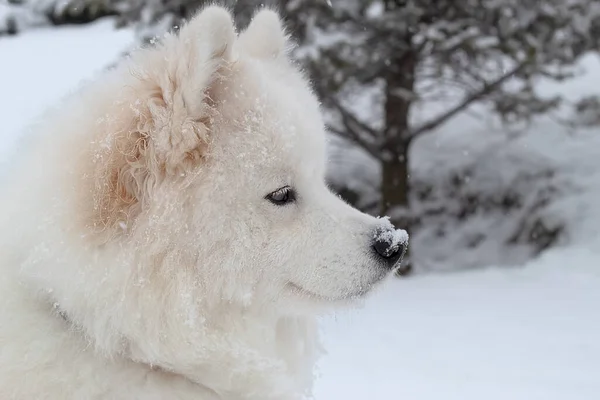Πορτρέτο Ενός Χνουδωτού Λευκού Σκύλου Χειμώνα Χιονίζει Πορτρέτο Στο Προφίλ — Φωτογραφία Αρχείου