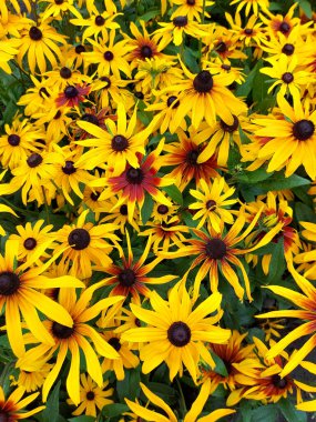 Sarı rudbeckia çiçek dokusu yakınlaşır. Parlak sarı çiçekli çayır, doğa arka planı, çiçek tarlası