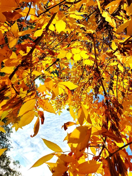 stock image Autumn yellow leaves on the trees. Blue sky with clouds, autumnal mood on sunny day