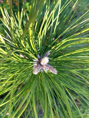 Çam ağacı kabarık dalları üst manzarayı kapatır. İğne yapraklı kozalaklı ağaç. Evergreen bitki dokusu