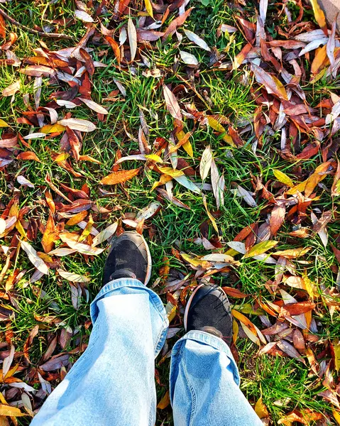 Yeşil çimen arka planında siyah ayakkabılı kadın ayakları. Sonbahar yaprakları yerde. Güneşli bir gün