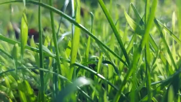Vento Soprando Grama Verde Brilhante Dia Ensolarado Close Natureza Fundo — Vídeo de Stock