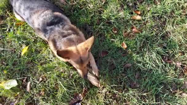 Purebred Domestic German Shepherd Dog Lying Grass Chewing Twig Sunny — Stock Video