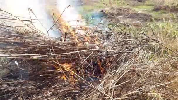 乾燥した草とわらは近くの火で燃えています — ストック動画