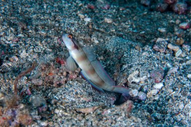 Maskeli karides-goby Amblyeleotris gymnocephala