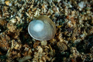 Benthic Foraminifera, Lembeh Endonezya