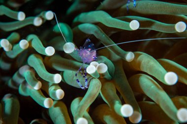 Sarasvati Anemone Karides Ancylomenes sarasvati