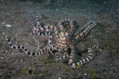 Ahtapot Thaumoctopus mimicus 'u taklit et