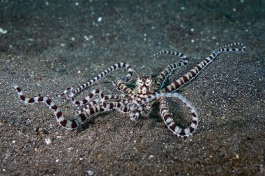 Ahtapot Thaumoctopus mimicus 'u taklit et