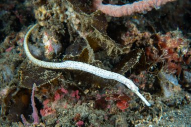 Kısa kuyruklu boru balığı trachyrhamphus bicoarctatus