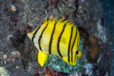 Sekiz bant Kelebek Balığı Chaetodon Octofasciatus