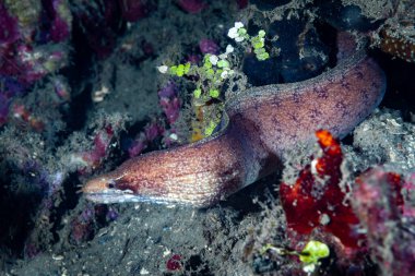 Engelli yüzgeç Moray Gymnothorax zonipectis