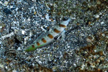 Arcfin Shrimpgoby Amblyeleotris arcupinna