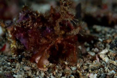 Orangutan yengeci Achaeus japonicus