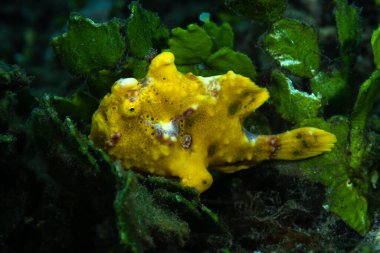 Siğilli Kurbağa Balığı Antennarius maculatus
