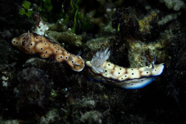 Tryon 'un Hypselodoris Hypselodoris tryoni