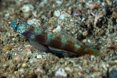 Geniş çubuklu Shrimpgoby Amblyeleotris latifasciata