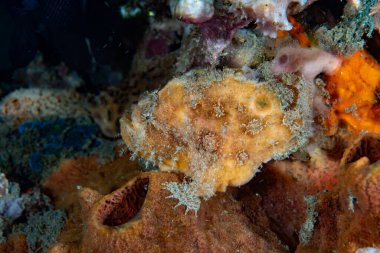 Büyük Benekli Balıkçı Terk Ediyor numaracı