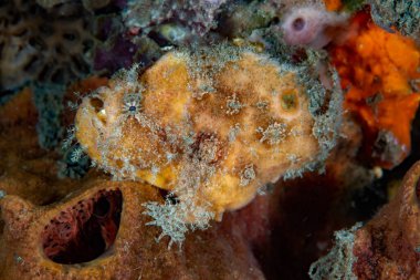 Büyük Benekli Balıkçı Terk Ediyor numaracı