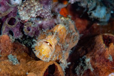 Büyük Benekli Balıkçı Terk Ediyor numaracı