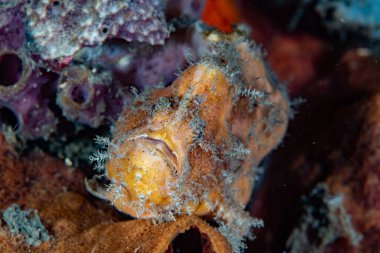 Büyük Benekli Balıkçı Terk Ediyor numaracı