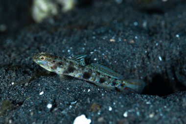 Tarifsiz karides cinsi Vanderhorstia