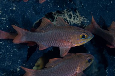 Sarı gözlü Kardinalbalığı, Ostorhinchus monospilus