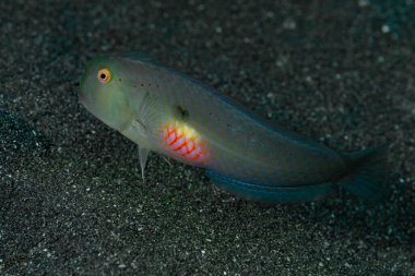Fivefinger Razorfish Iniistius pentadactylus