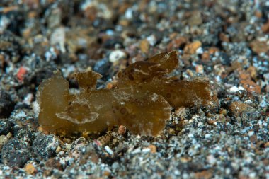 Yeşil Melibe Melibe viridis