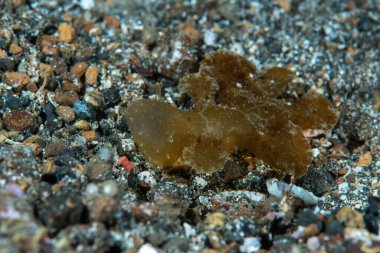 Yeşil Melibe Melibe viridis