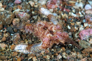 Ejderha deniz güvesi Eurypegasus draconi