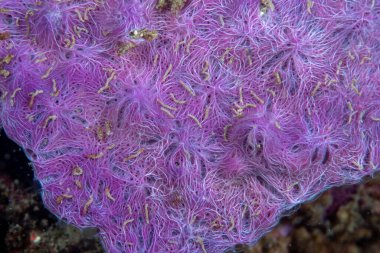 Mor Sünger Chalinula nematifera