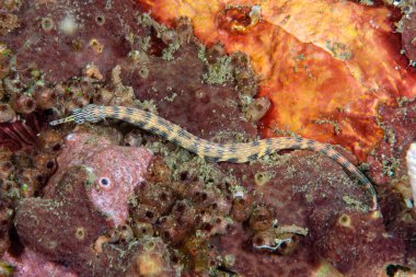 Resiftop Pipefish Corythoichys haematopterus