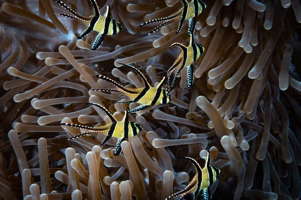 Banggai Kardinalbalığı Pterapogon kauderni