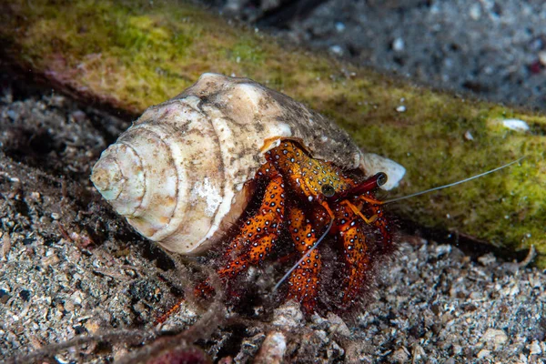 stock image White-spotted Hermit Crab, Dardanus megistos