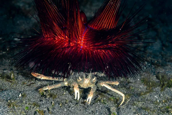 Urchin Taşıyıcı Yengeç Dorippe Frascone